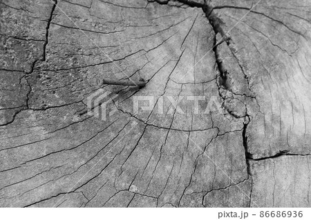 Old wood texture, vintage natural Old wood texture, vintage natural 86686936