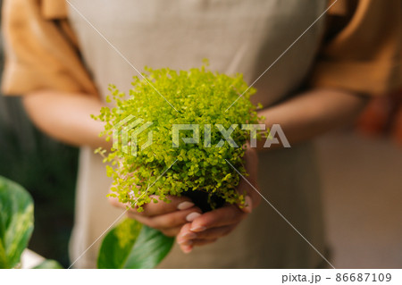 Close-up cropped shot of unrecognizable female florist wearing apron holding in hands pot with Soleirolia plant standing in floral shop. Young woman gardener posing with houseplants at home. Close-up cropped shot of unrecognizable female florist wearing apron holding in hands pot with Soleirolia plant standing in floral shop. Young woman gardener posing with houseplants at home. 86687109