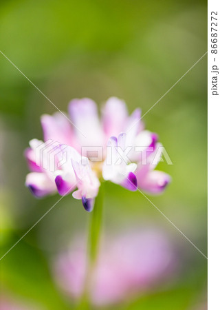 今では見ることも少なくな植物 花 草花 レンゲ草 れんげ草 蓮華草 レンゲ れった 可愛いレンゲ草 の写真素材