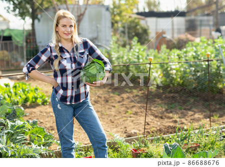 Woman harvesting cabbage 86688676