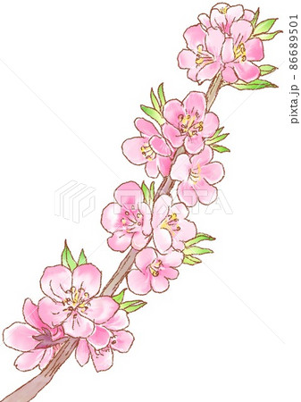 桃の花 86689501