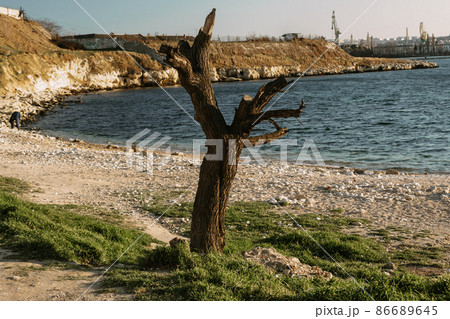 Old tree with sawn off branches on bank of sea Old tree with sawn off branches on bank of sea 86689645