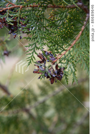 Branch of thuja with cones Branch of thuja with cones 86689646