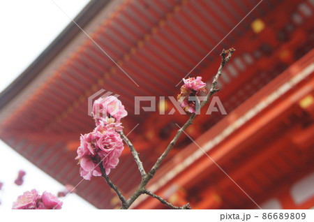 清水寺で花見 86689809