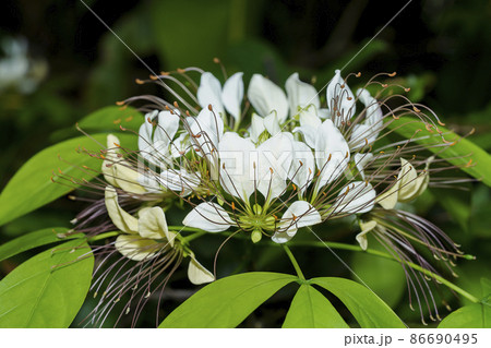 Close up Crataeva flower with leaf on blur background. 86690495