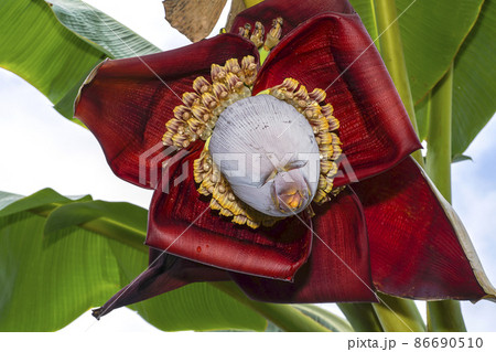 Close up banana flower on tree. Close up banana flower on tree. 86690510