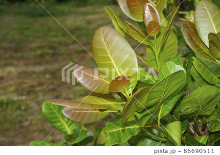 Close-up photo of young leaves of a cashew tree Close-up photo of young leaves of a cashew tree 86690511