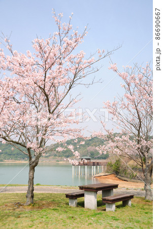 初立池公園の桜 86690667