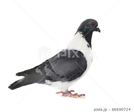 Strasser pigeon in studioの写真素材 [86690724] - PIXTA