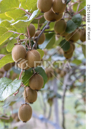Orchard with kiwi in Marche, Central Italy Orchard with kiwi in Marche, Central Italy 86691262