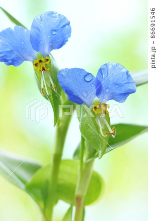 ツユクサ　露草　青い花　クローズアップ　雑草　野草 86691546