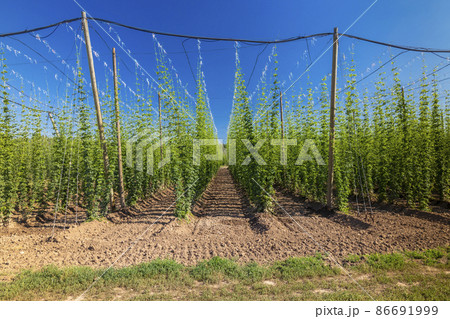 Hop field in Zatec region, Czech Republic Hop field in Zatec region, Czech Republic 86691999