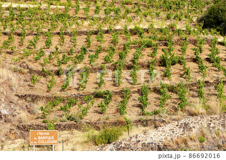 Vineyard landscape near Banyuls sur Mer, Pyrenees Orientales, Roussillon, Vermilion coast, France 86692016