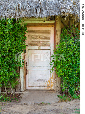 Closed wooden white grunge door surrounded by dense green plants 86692703