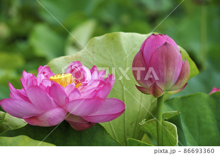 蓮の花 86693360
