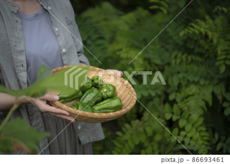 収穫野菜を持つ女性 86693461
