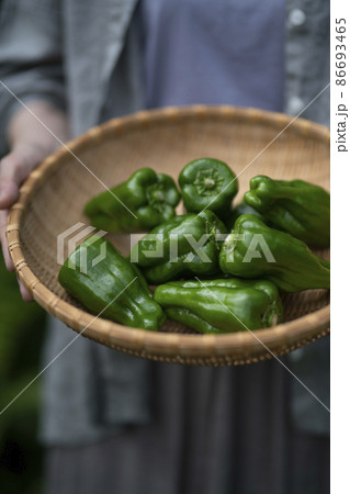 収穫野菜を持つ女性 収穫野菜を持つ女性 86693465