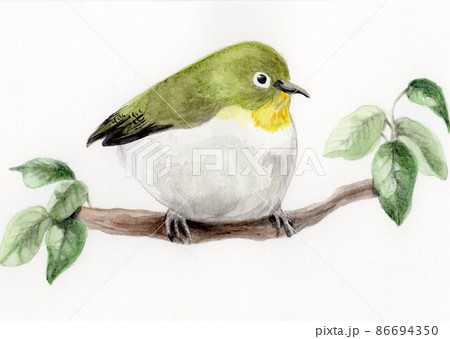 水彩画 メジロ 水彩画 メジロ 86694350