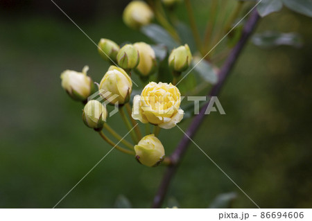 close-up buds Lady Banks rose, just Banks rose or Rosa banksiae, small light yellow inflorescences of roses and buds, spring 86694606