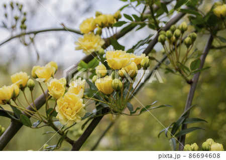close-up Lady Banks rose, just Banks rose or Rosa banksiae, small light yellow inflorescences of roses and buds, April, spring close-up Lady Banks rose, just Banks rose or Rosa banksiae, small light yellow inflorescences of roses and buds, April, spring 86694608