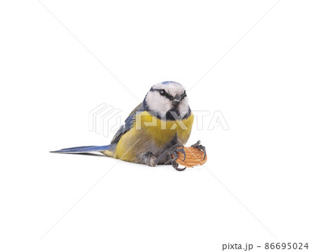 Eurasian blue tit sit with almond bone in paws on white background 86695024
