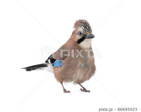 jay isolated on white background 86695025
