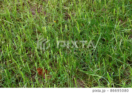 Freshly Cut Grass in a Farm Field 86695080