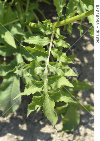 Giant scabious 86695378