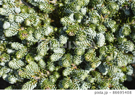 Korean Fir Kohouts Ice Breaker 86695408