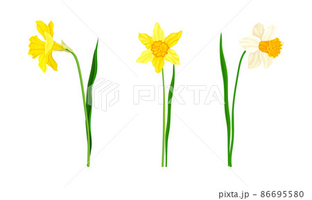 Daffodil or Jonquil Spring Flowering Plant with Yellow Flower and Leafless Stem Vector Set 86695580