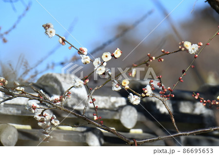 白梅 虎の尾 水戸の六名木 白梅 虎の尾 水戸の六名木 86695653