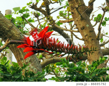 初夏に咲く沖縄の県花　デイゴの花 86695792
