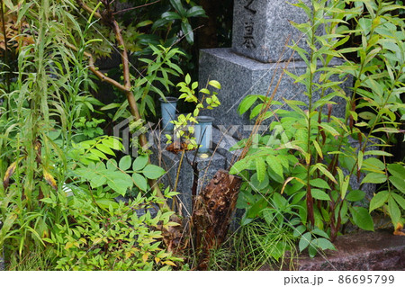 雑草が生えているお墓、管理されていないお墓、草が生え放題 86695799