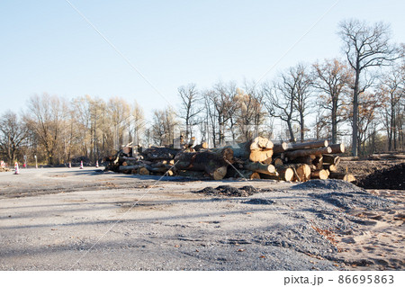 pile of trees cut down and prepared for removal pile of trees cut down and prepared for removal 86695863