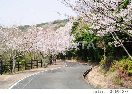 初立池公園の桜 86696078