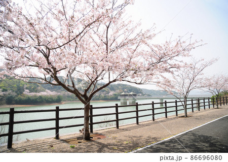 初立池公園の桜 86696080