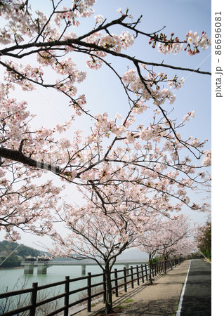 初立池公園の桜 初立池公園の桜 86696081