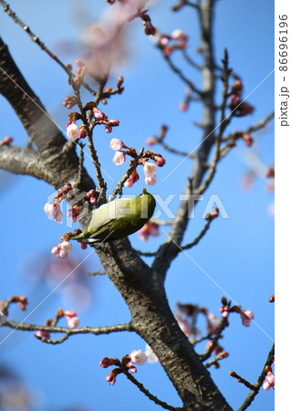 日立寒桜をついばむメジロ 日立寒桜をついばむメジロ 86696196
