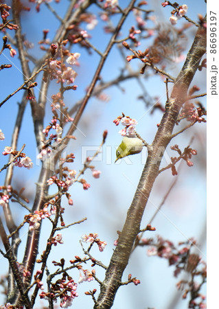 日立寒桜をついばむメジロ 日立寒桜をついばむメジロ 86696197
