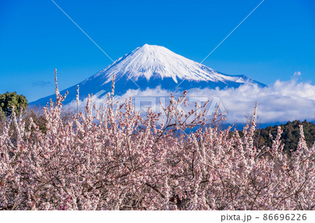 （静岡県）岩本山公園の梅と富士山 86696226