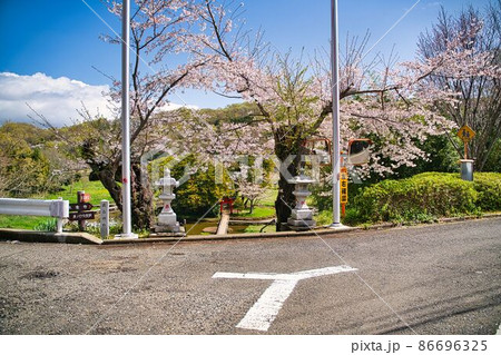 厳島神社の桜 厳島神社の桜 86696325