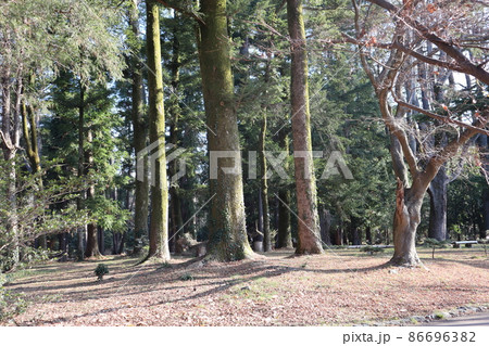 太陽の光りが当る樹々の森のある公園の風景 86696382