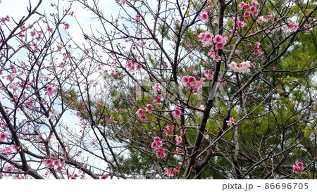 沖縄　末吉公園の緋寒桜2 86696705