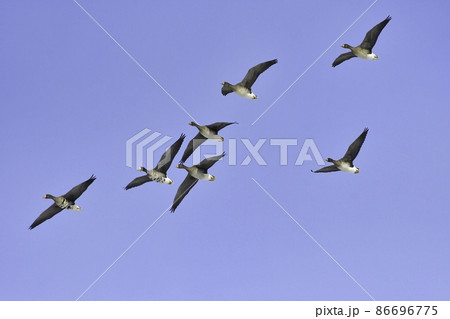冬に田んぼや湿地で見られる大きな水鳥、秋田県八郎潟や宮城県で群れで見られるマガン 86696775