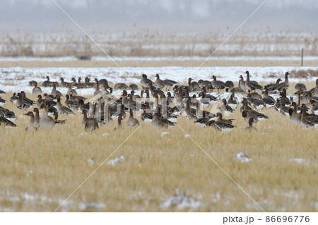 冬に田んぼや湿地で見られる大きな水鳥、秋田県八郎潟や宮城県で群れで見られるマガン 86696776