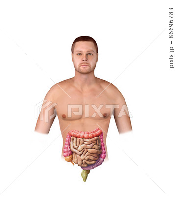 Large and small Intestine isolated on white. Human digestive system anatomy. Gastrointestinal tract. 3d render 86696783