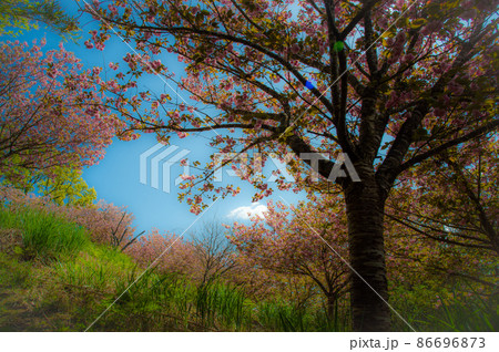 満開の牡丹桜の向こうに見える春の空 86696873