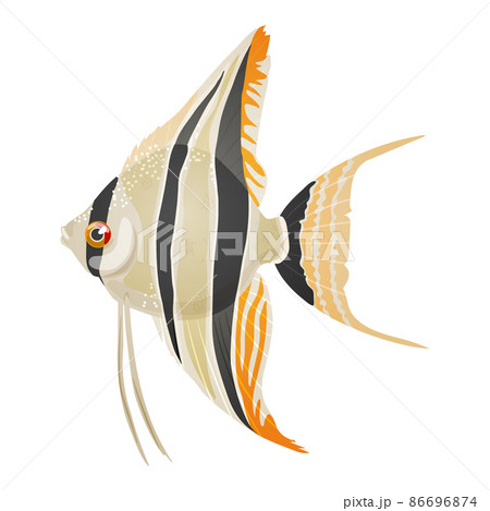 Vector illustration of freshwater aquarium angelfish, pterophyllum scalare Vector illustration of freshwater aquarium angelfish, pterophyllum scalare 86696874