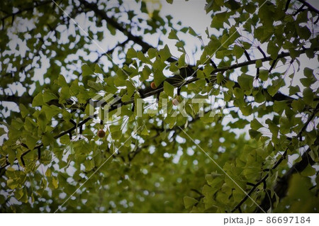 霊松寺は、北アルプスのふもと、長野県大町市にある、曹洞宗寺院です。 霊松寺は、北アルプスのふもと、長野県大町市にある、曹洞宗寺院です。 86697184