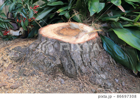 樹木伐採、撤去（松） 86697308